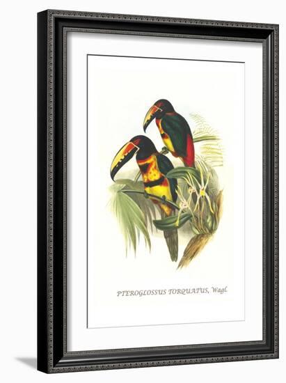 Collared Aracari-John Gould-Framed Art Print