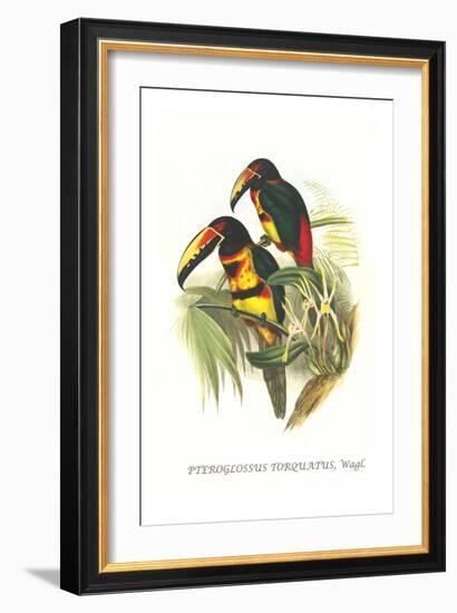 Collared Aracari-John Gould-Framed Art Print