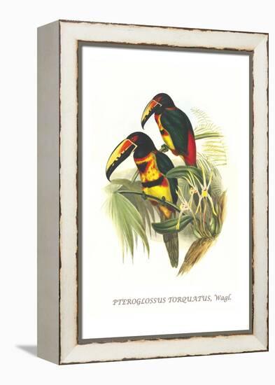 Collared Aracari-John Gould-Framed Stretched Canvas