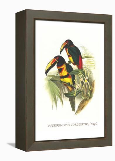 Collared Aracari-John Gould-Framed Stretched Canvas