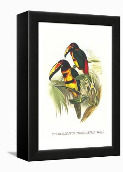 Collared Aracari-John Gould-Framed Stretched Canvas