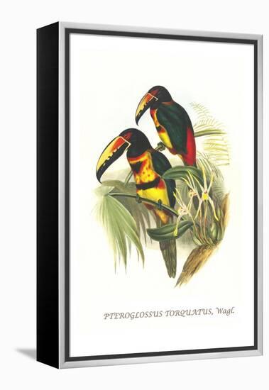 Collared Aracari-John Gould-Framed Stretched Canvas