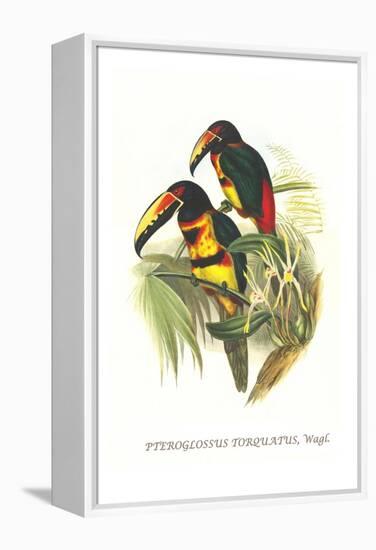 Collared Aracari-John Gould-Framed Stretched Canvas