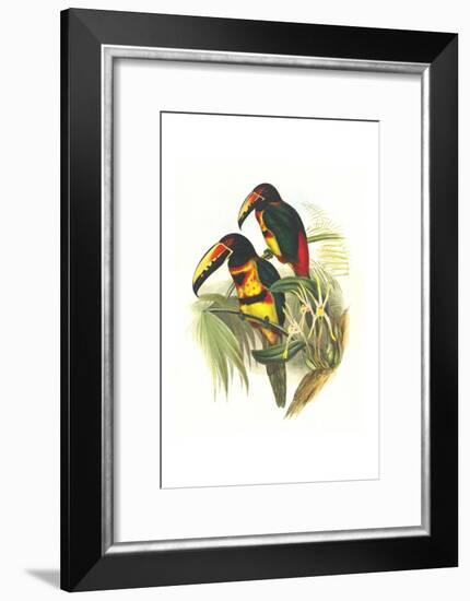 Collared Aracari-John Gould-Framed Art Print