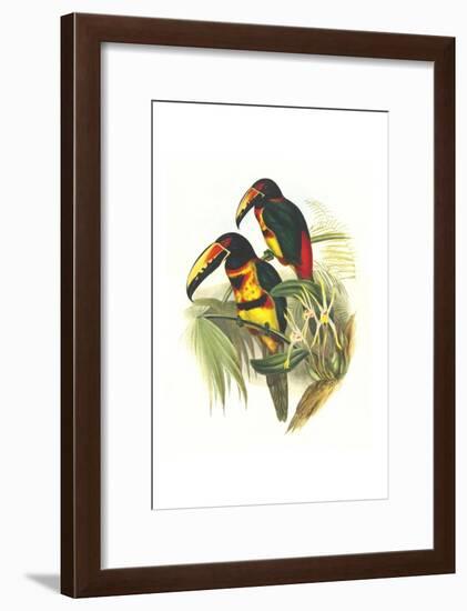 Collared Aracari-John Gould-Framed Art Print