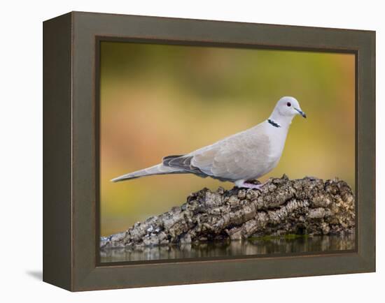 Collared Dove at Water's Edge, Alicante, Spain-Niall Benvie-Framed Premier Image Canvas