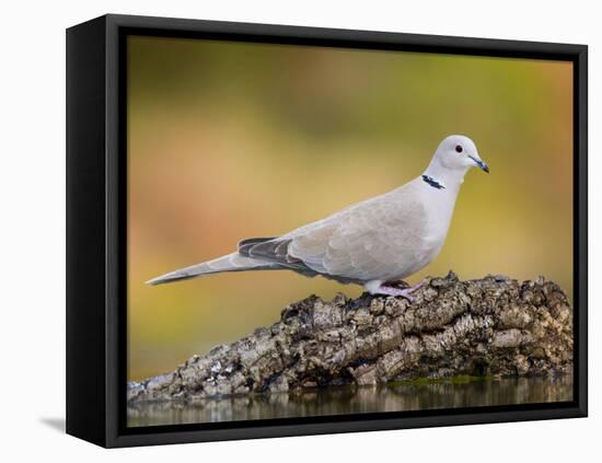 Collared Dove at Water's Edge, Alicante, Spain-Niall Benvie-Framed Premier Image Canvas