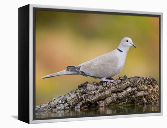 Collared Dove at Water's Edge, Alicante, Spain-Niall Benvie-Framed Premier Image Canvas