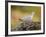 Collared Dove at Water's Edge, Alicante, Spain-Niall Benvie-Framed Photographic Print