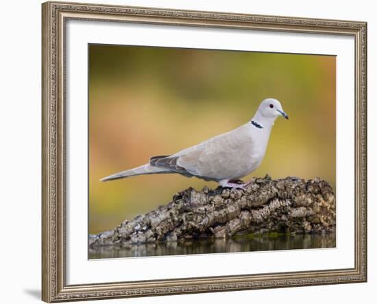 Collared Dove at Water's Edge, Alicante, Spain-Niall Benvie-Framed Photographic Print