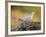 Collared Dove at Water's Edge, Alicante, Spain-Niall Benvie-Framed Photographic Print