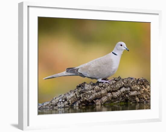 Collared Dove at Water's Edge, Alicante, Spain-Niall Benvie-Framed Photographic Print