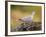 Collared Dove at Water's Edge, Alicante, Spain-Niall Benvie-Framed Photographic Print