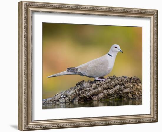 Collared Dove at Water's Edge, Alicante, Spain-Niall Benvie-Framed Photographic Print