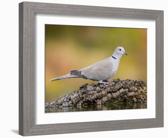 Collared Dove at Water's Edge, Alicante, Spain-Niall Benvie-Framed Photographic Print