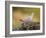 Collared Dove at Water's Edge, Alicante, Spain-Niall Benvie-Framed Photographic Print