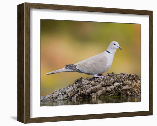 Collared Dove at Water's Edge, Alicante, Spain-Niall Benvie-Framed Photographic Print