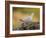 Collared Dove at Water's Edge, Alicante, Spain-Niall Benvie-Framed Photographic Print