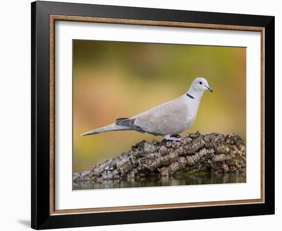 Collared Dove at Water's Edge, Alicante, Spain-Niall Benvie-Framed Photographic Print