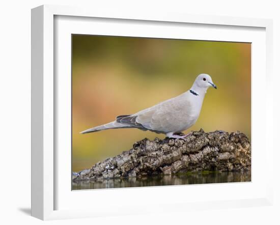 Collared Dove at Water's Edge, Alicante, Spain-Niall Benvie-Framed Photographic Print