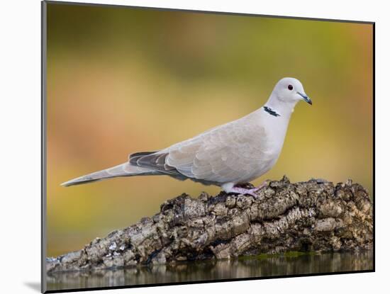 Collared Dove at Water's Edge, Alicante, Spain-Niall Benvie-Mounted Photographic Print