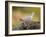 Collared Dove at Water's Edge, Alicante, Spain-Niall Benvie-Framed Photographic Print