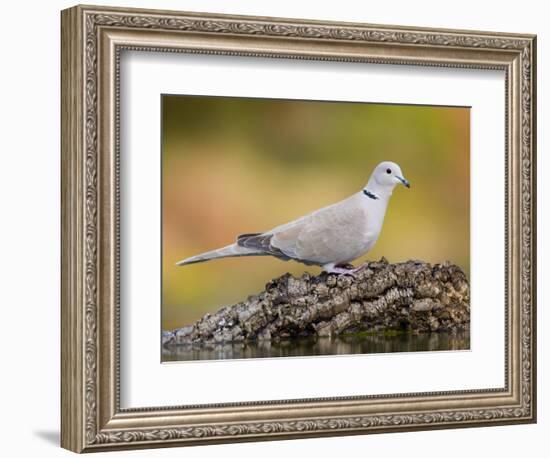 Collared Dove at Water's Edge, Alicante, Spain-Niall Benvie-Framed Photographic Print