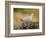 Collared Dove at Water's Edge, Alicante, Spain-Niall Benvie-Framed Photographic Print