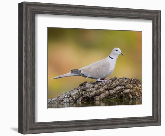 Collared Dove at Water's Edge, Alicante, Spain-Niall Benvie-Framed Photographic Print