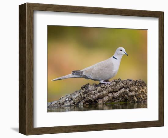 Collared Dove at Water's Edge, Alicante, Spain-Niall Benvie-Framed Photographic Print