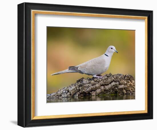 Collared Dove at Water's Edge, Alicante, Spain-Niall Benvie-Framed Photographic Print