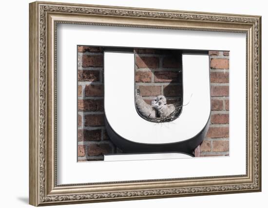 Collared Doves (Streptopelia Decaocto) Nesting in Letter U of Neon Advertising Sign-Konrad Wothe-Framed Photographic Print