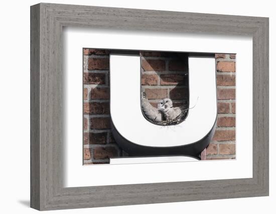 Collared Doves (Streptopelia Decaocto) Nesting in Letter U of Neon Advertising Sign-Konrad Wothe-Framed Photographic Print