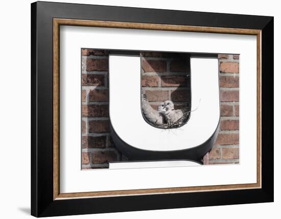 Collared Doves (Streptopelia Decaocto) Nesting in Letter U of Neon Advertising Sign-Konrad Wothe-Framed Photographic Print