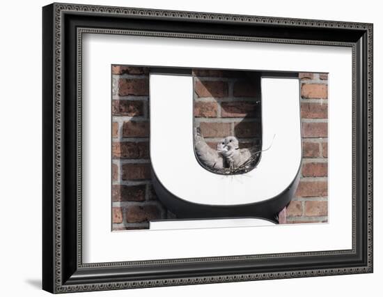 Collared Doves (Streptopelia Decaocto) Nesting in Letter U of Neon Advertising Sign-Konrad Wothe-Framed Photographic Print