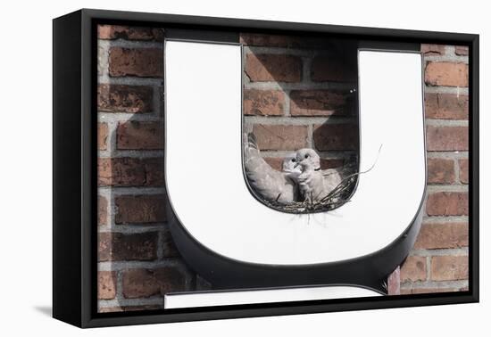 Collared Doves (Streptopelia Decaocto) Nesting in Letter U of Neon Advertising Sign-Konrad Wothe-Framed Premier Image Canvas