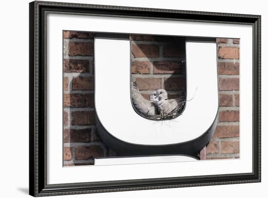 Collared Doves (Streptopelia Decaocto) Nesting in Letter U of Neon Advertising Sign-Konrad Wothe-Framed Photographic Print