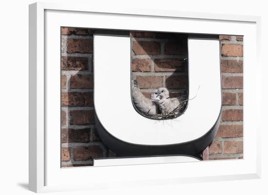 Collared Doves (Streptopelia Decaocto) Nesting in Letter U of Neon Advertising Sign-Konrad Wothe-Framed Photographic Print