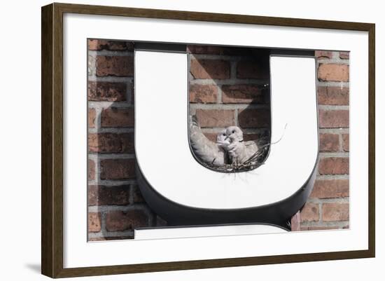 Collared Doves (Streptopelia Decaocto) Nesting in Letter U of Neon Advertising Sign-Konrad Wothe-Framed Photographic Print