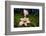 Collared earthstar dispersing spores, Peak District, Derbyshire-Alex Hyde-Framed Photographic Print