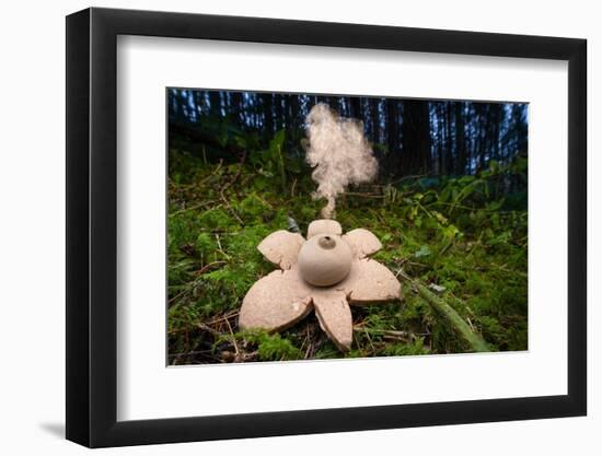 Collared earthstar dispersing spores, Peak District, Derbyshire-Alex Hyde-Framed Photographic Print