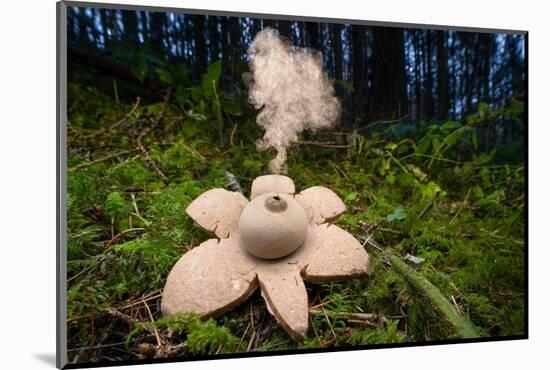Collared earthstar dispersing spores, Peak District, Derbyshire-Alex Hyde-Mounted Photographic Print