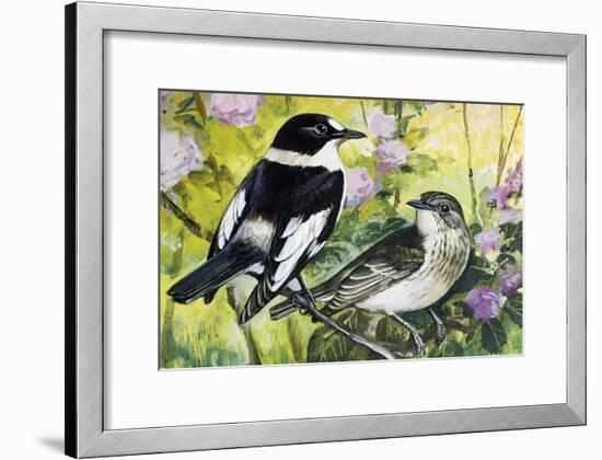Collared Flycatcher (Ficedula Albicollis), Muscicapidae-null-Framed Giclee Print