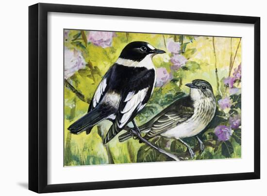 Collared Flycatcher (Ficedula Albicollis), Muscicapidae-null-Framed Giclee Print