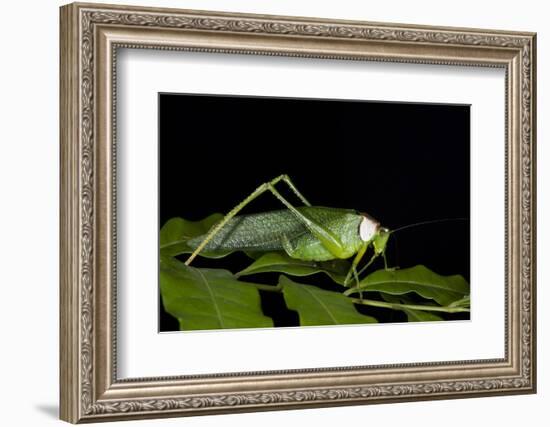 Collared Katydid (Euceraia), Yasuni NP, Amazon Rainforest, Ecuador-Pete Oxford-Framed Photographic Print