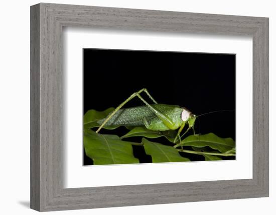 Collared Katydid (Euceraia), Yasuni NP, Amazon Rainforest, Ecuador-Pete Oxford-Framed Photographic Print