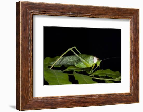 Collared Katydid (Euceraia), Yasuni NP, Amazon Rainforest, Ecuador-Pete Oxford-Framed Photographic Print