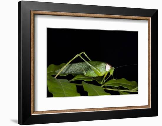 Collared Katydid (Euceraia), Yasuni NP, Amazon Rainforest, Ecuador-Pete Oxford-Framed Photographic Print