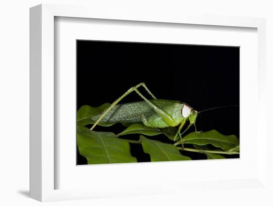 Collared Katydid (Euceraia), Yasuni NP, Amazon Rainforest, Ecuador-Pete Oxford-Framed Photographic Print