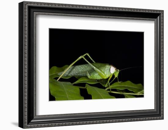 Collared Katydid (Euceraia), Yasuni NP, Amazon Rainforest, Ecuador-Pete Oxford-Framed Photographic Print